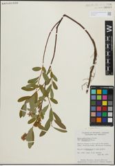 Foto von Salix pedicellaris Pursh